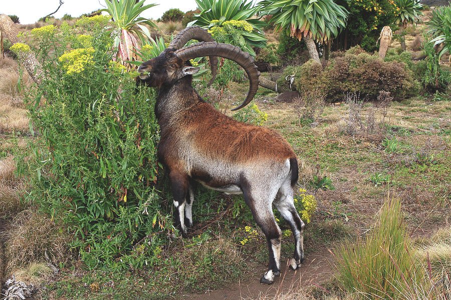 walia ibex simien mountains ethiopia aidan moran